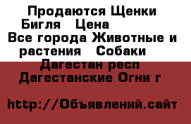 Продаются Щенки Бигля › Цена ­ 35 000 - Все города Животные и растения » Собаки   . Дагестан респ.,Дагестанские Огни г.